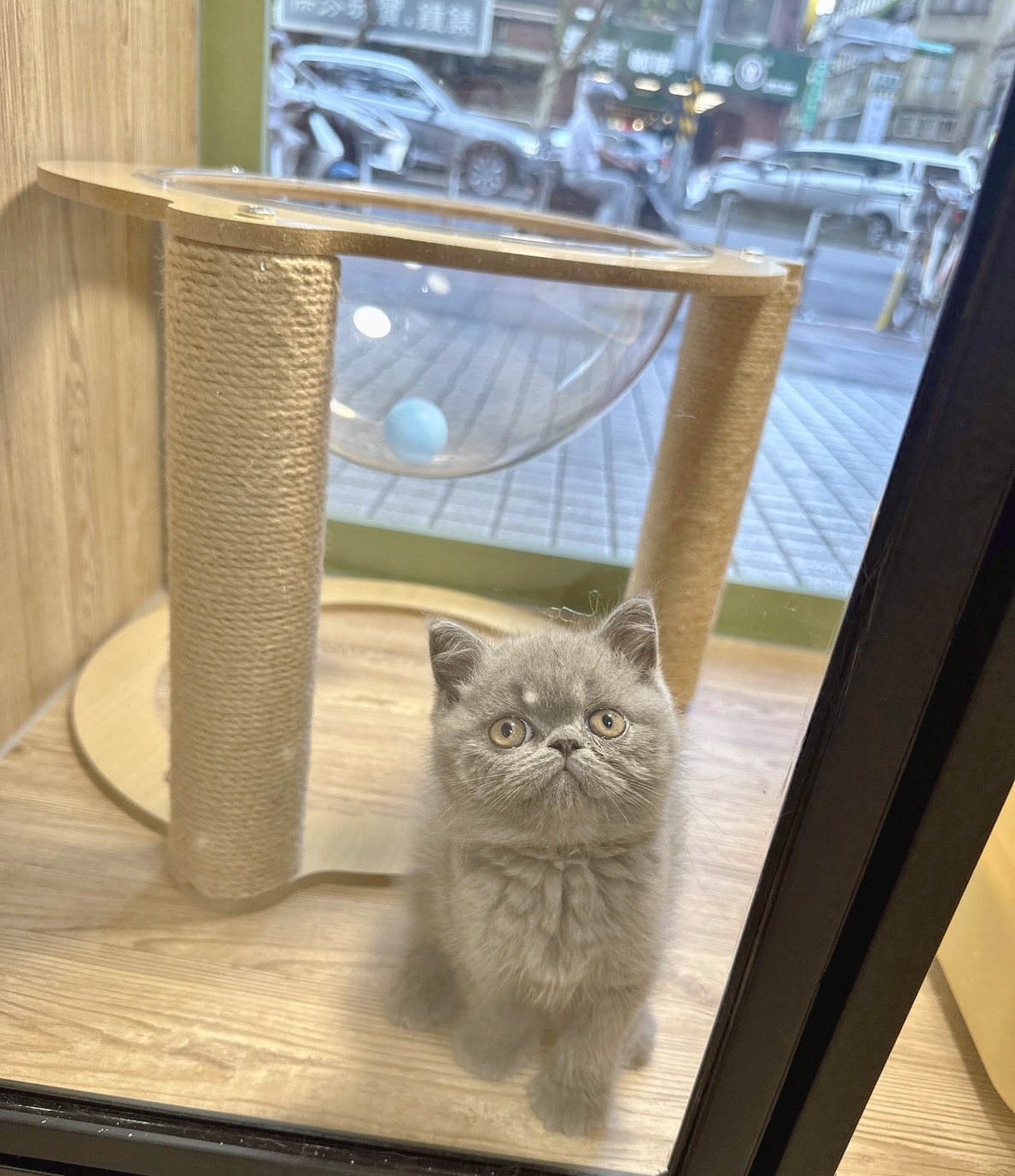 喜得貓社／藍色異國短毛貓