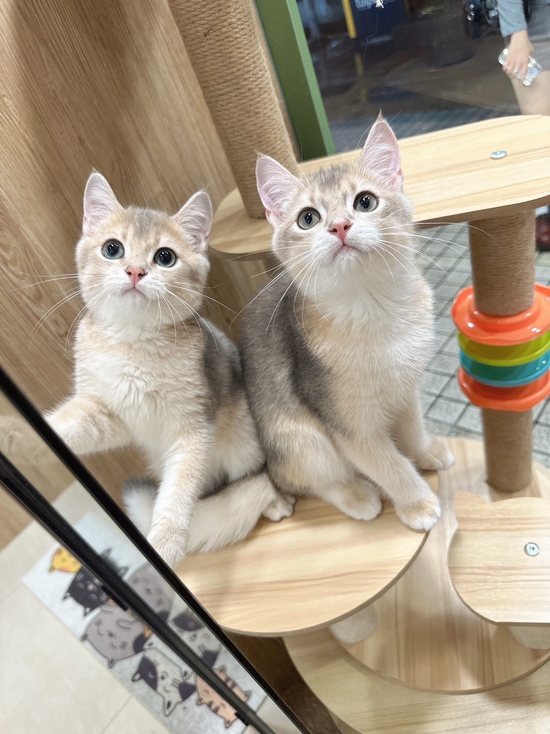 喜得貓社／藍金色英國短毛貓