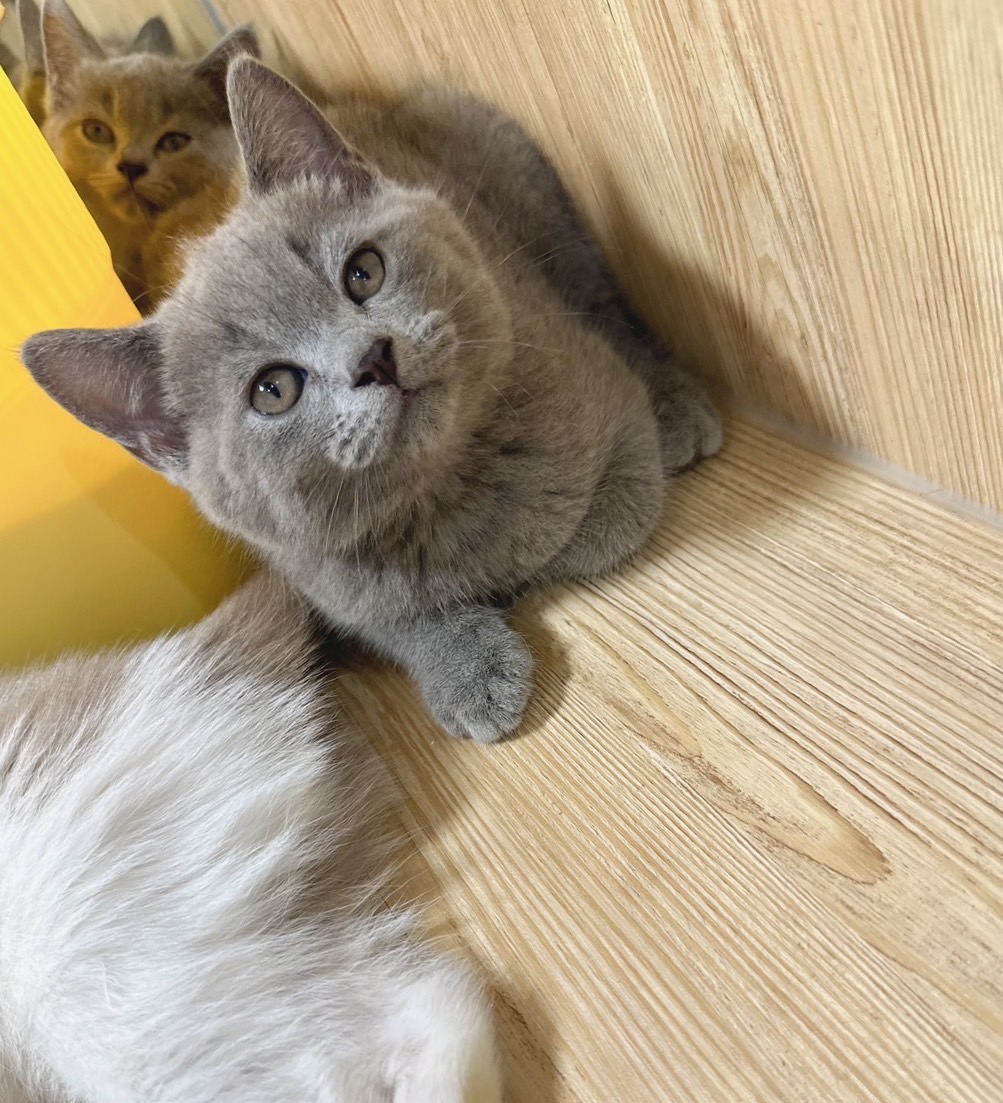 喜得貓社／藍色英國短毛貓