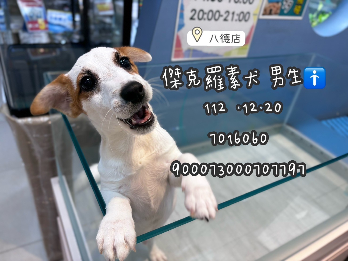 中圓寵物家族／雙色傑克羅素