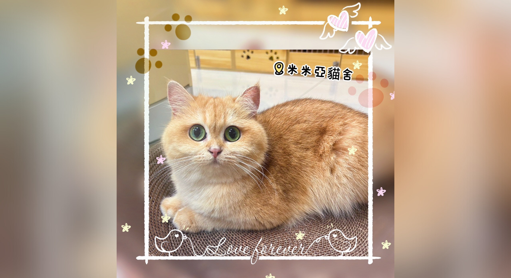 嚴選合法寵物店-米米亞貓舍