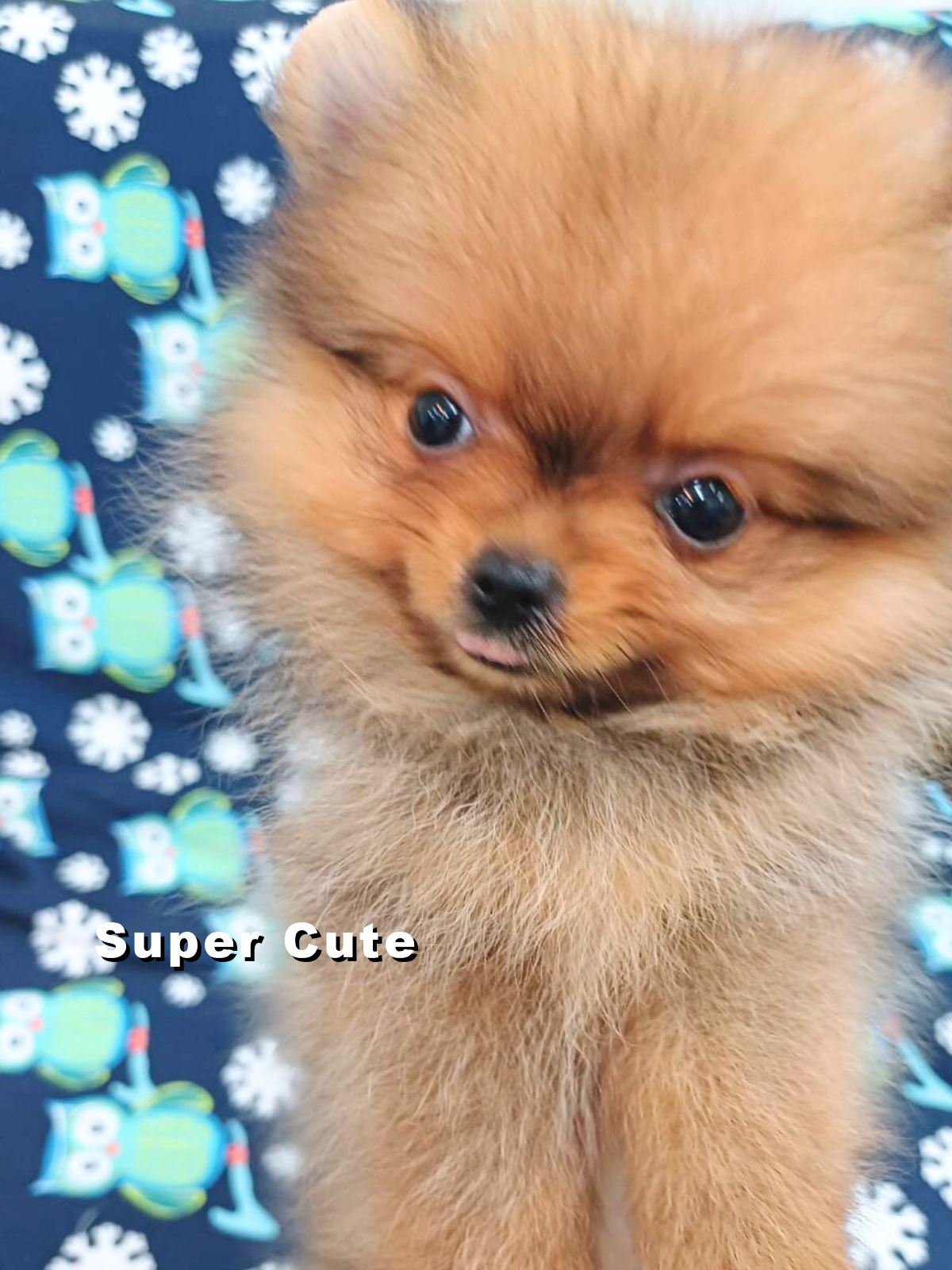 超可愛名犬社／博美犬