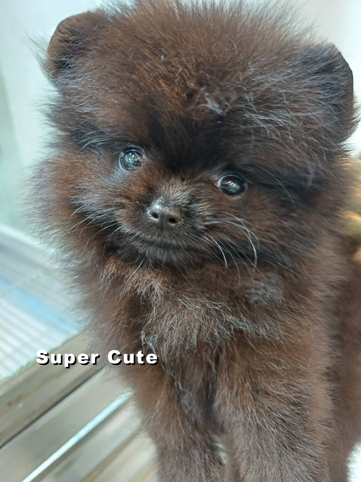 超可愛名犬社／博美犬