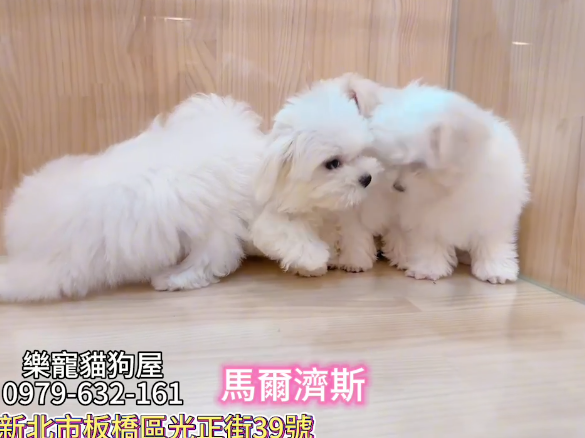 樂寵貓狗屋／瑪爾濟斯