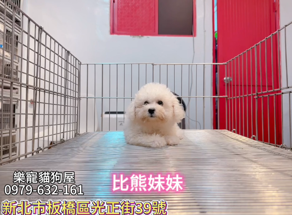 樂寵貓狗屋／比熊犬