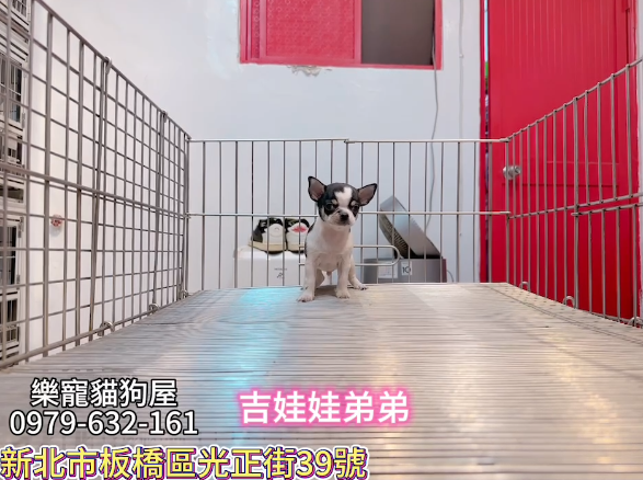 樂寵貓狗屋／吉娃娃