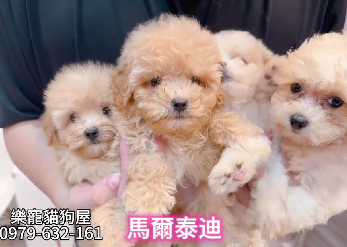 樂寵貓狗屋／瑪爾泰迪