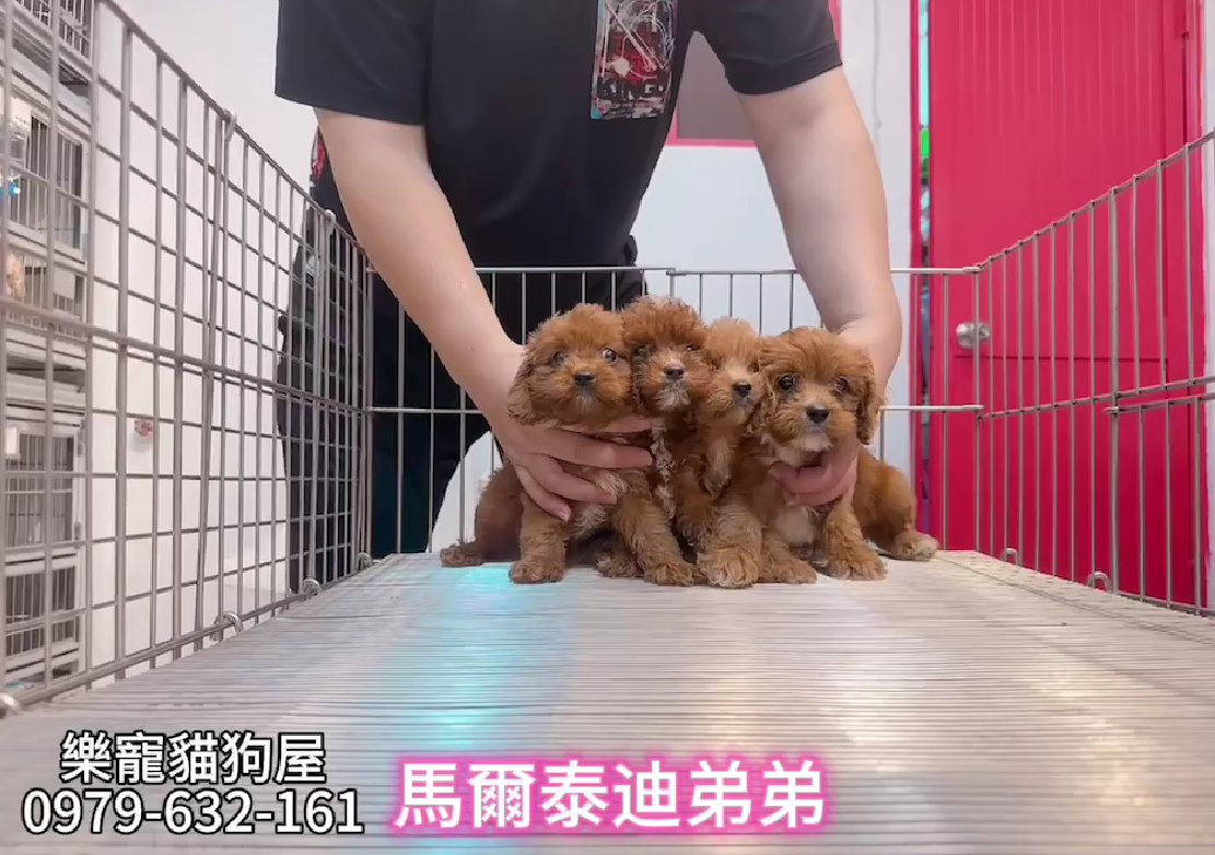樂寵貓狗屋／瑪爾泰迪