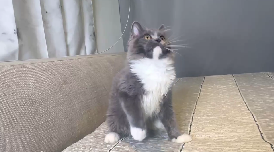 尊爵名皇／藍白色英國長毛貓