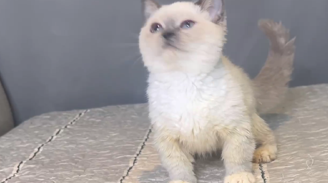 尊爵名皇／重點色曼赤肯