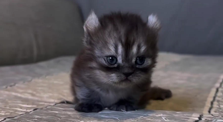 尊爵名皇／黑煙燻小步舞曲捲耳貓