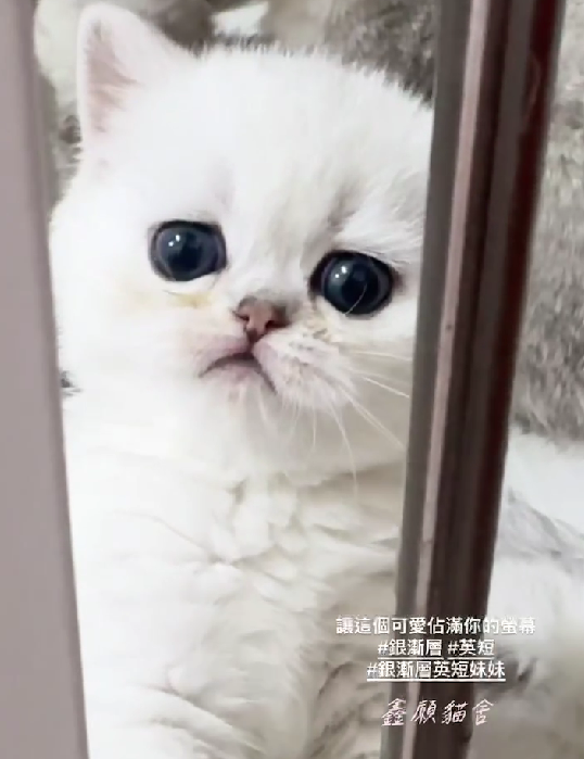 鑫願貓舍／銀漸層英國短毛貓