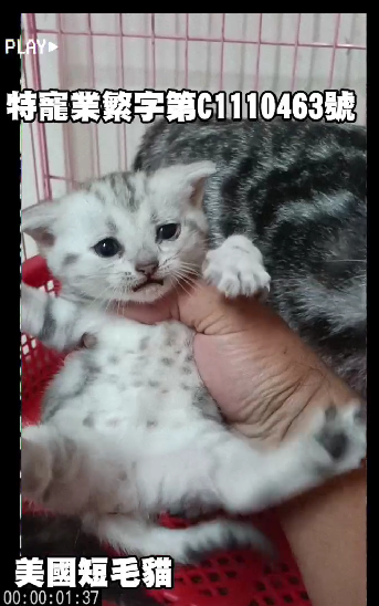 幸福朵貓貓貓舍／美國短毛貓