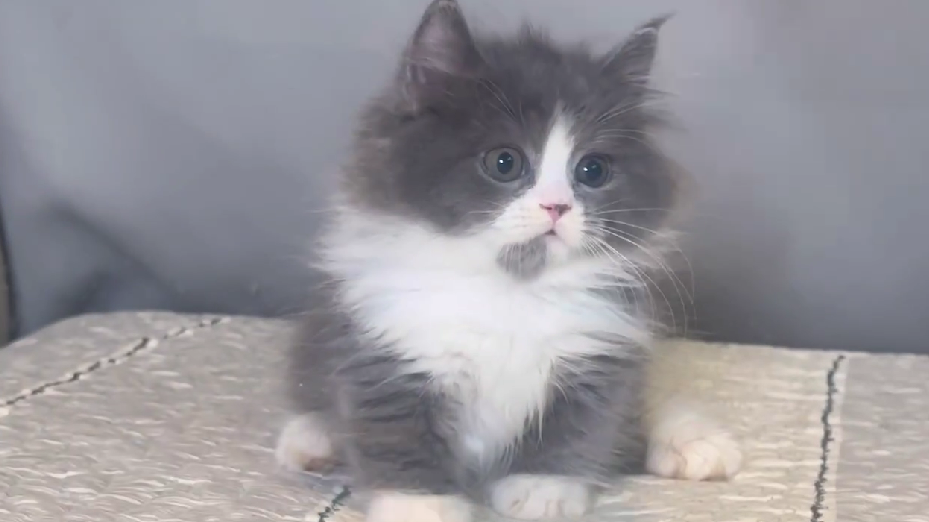 尊爵名皇／藍白賓士小步舞曲