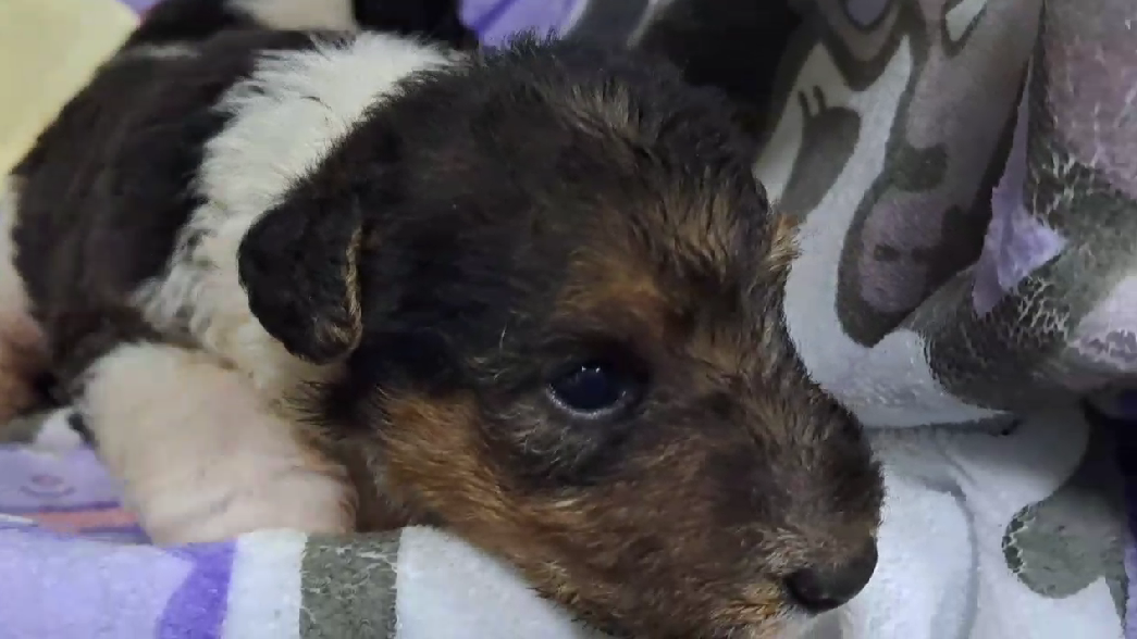 愛玩家犬貓寵物坊／懷亞鐵力亞