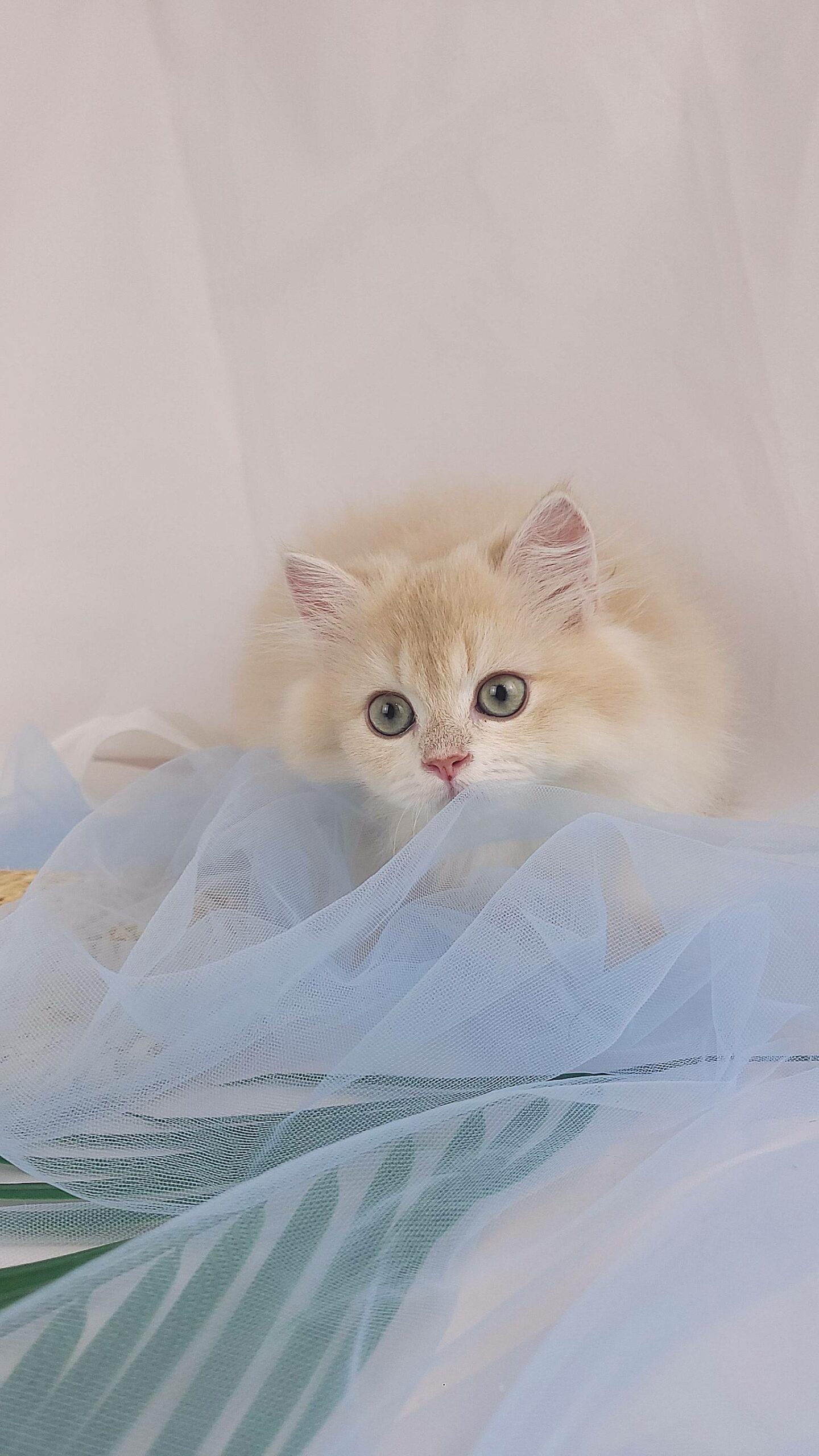 主子點頭貓舍／紫金漸層英國長毛貓