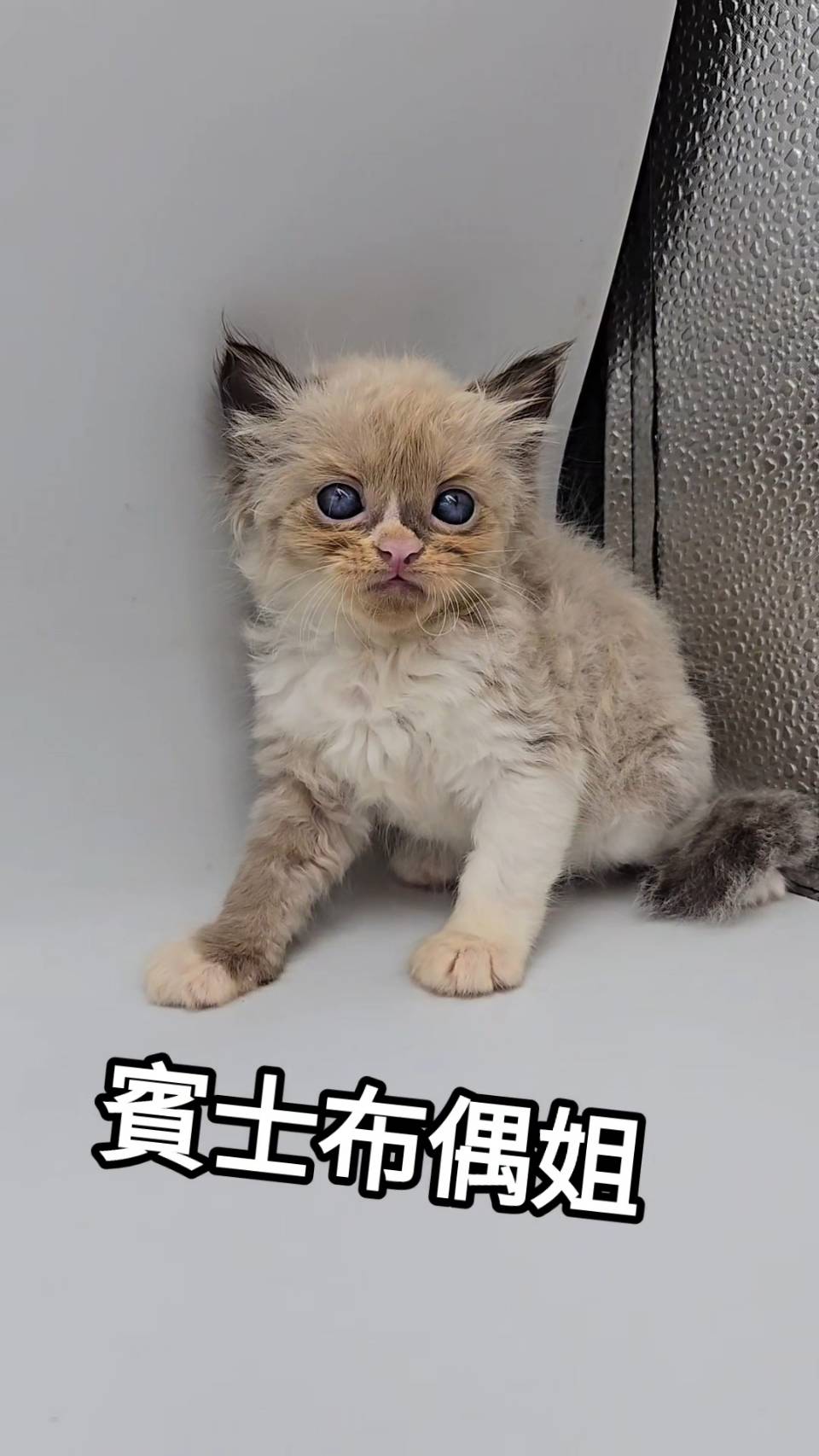 刻在你心底的貓／賓士布偶貓