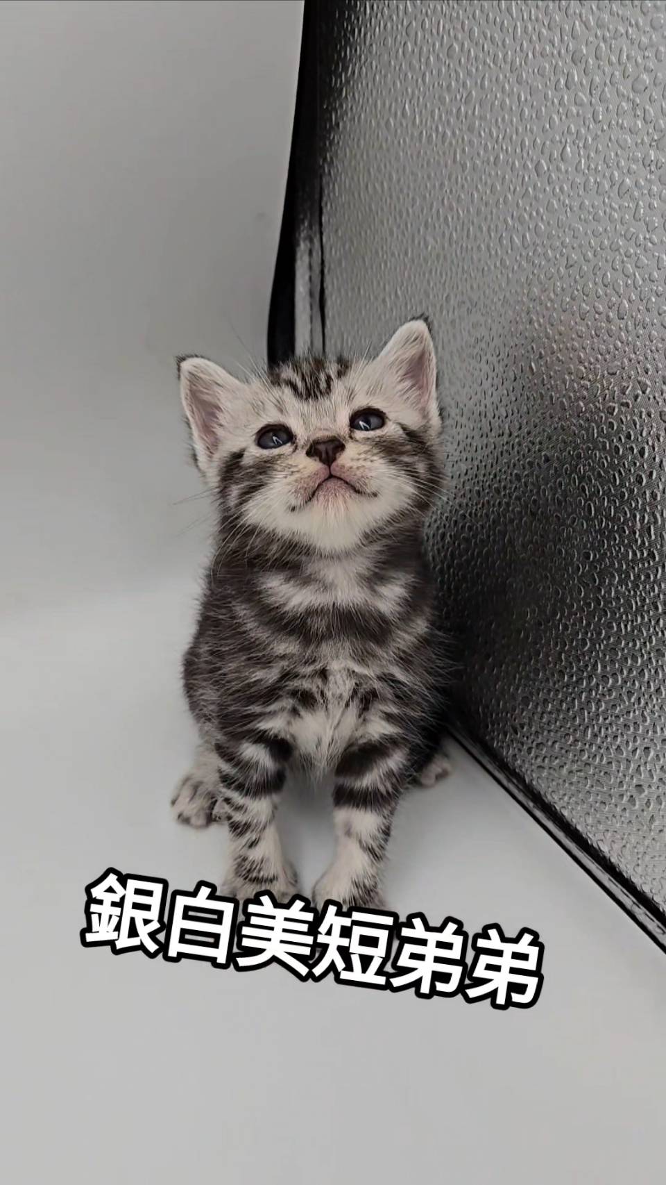 刻在你心底的貓／銀白色美國短毛貓