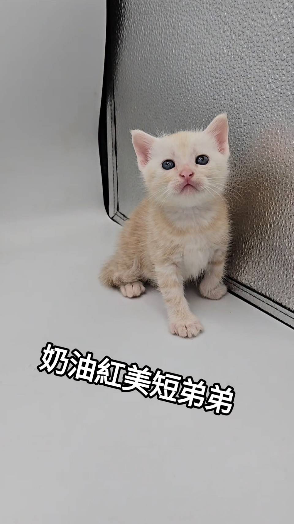 刻在你心底的貓／奶油紅美國短毛貓