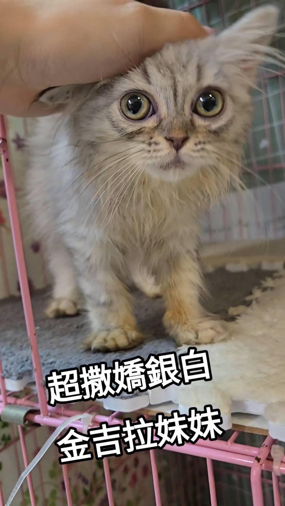 刻在你心底的貓／銀白色金吉拉
