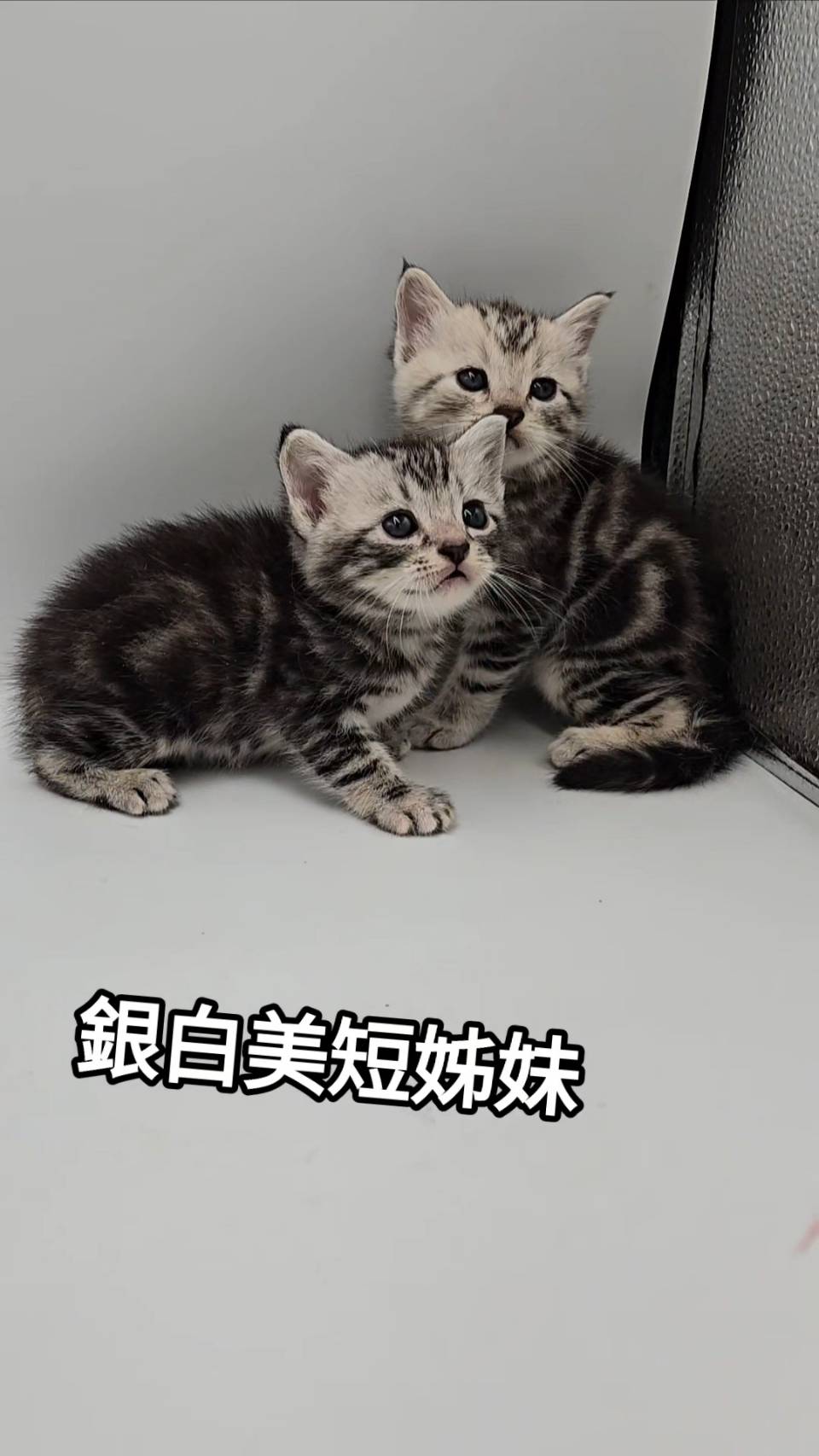刻在你心底的貓／銀白色美國短毛貓