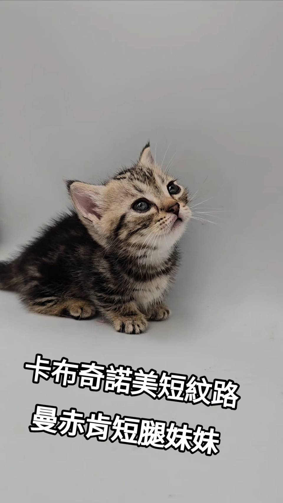 刻在你心底的貓／卡布奇諾美短紋曼赤肯