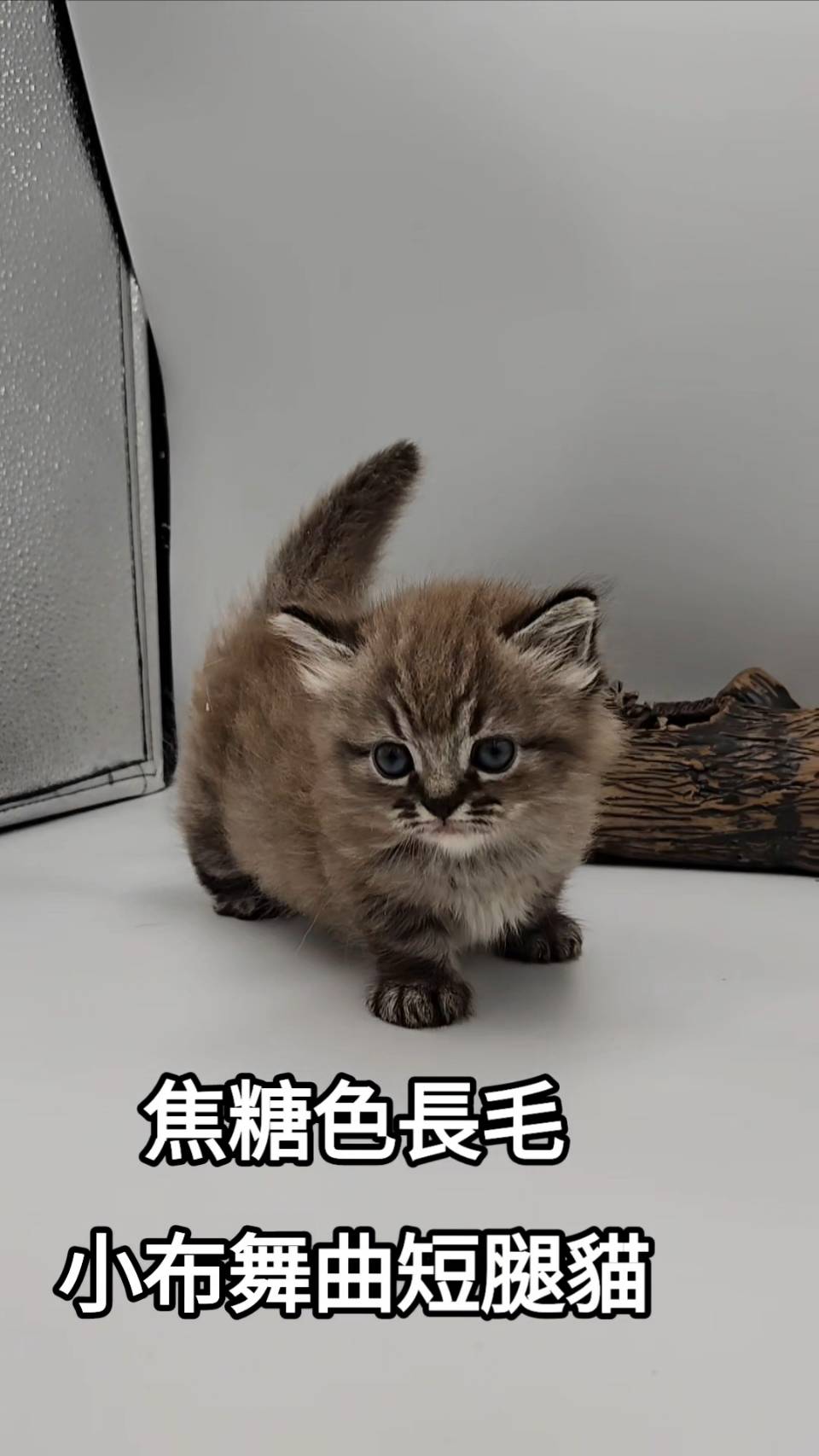 刻在你心底的貓／焦糖色小步舞曲