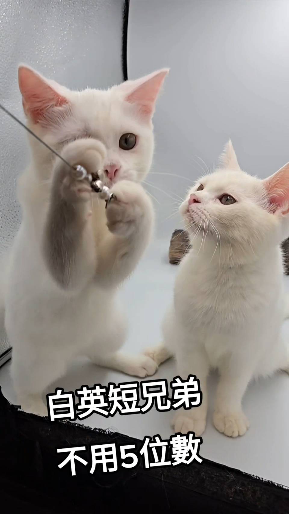 刻在你心底的貓／白色英國短毛貓