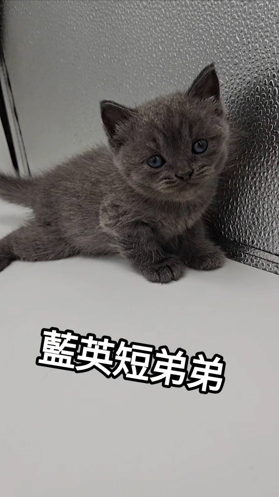 刻在你心底的貓／藍色英國短毛貓