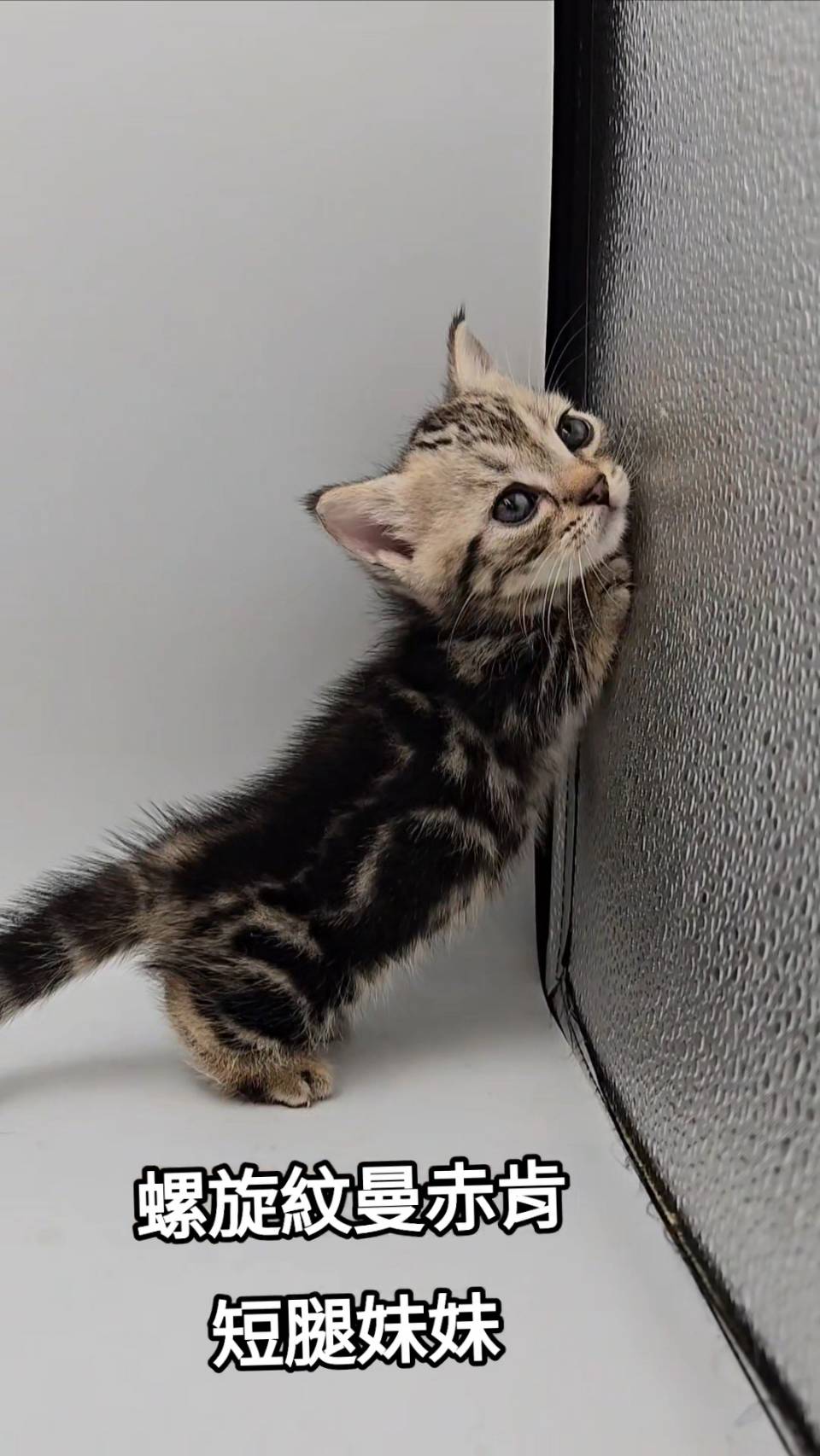 刻在你心底的貓／古銅色螺旋紋曼赤肯