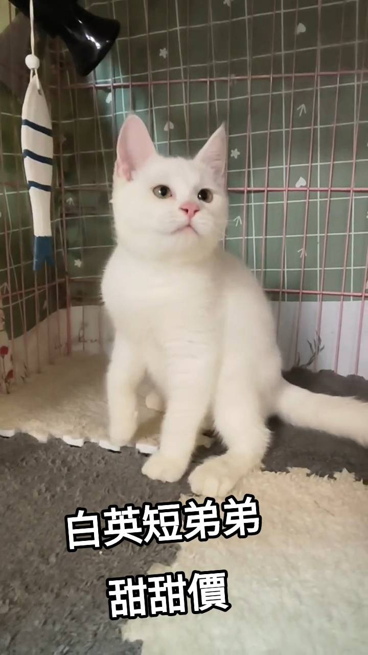 刻在你心底的貓／白色英國短毛貓