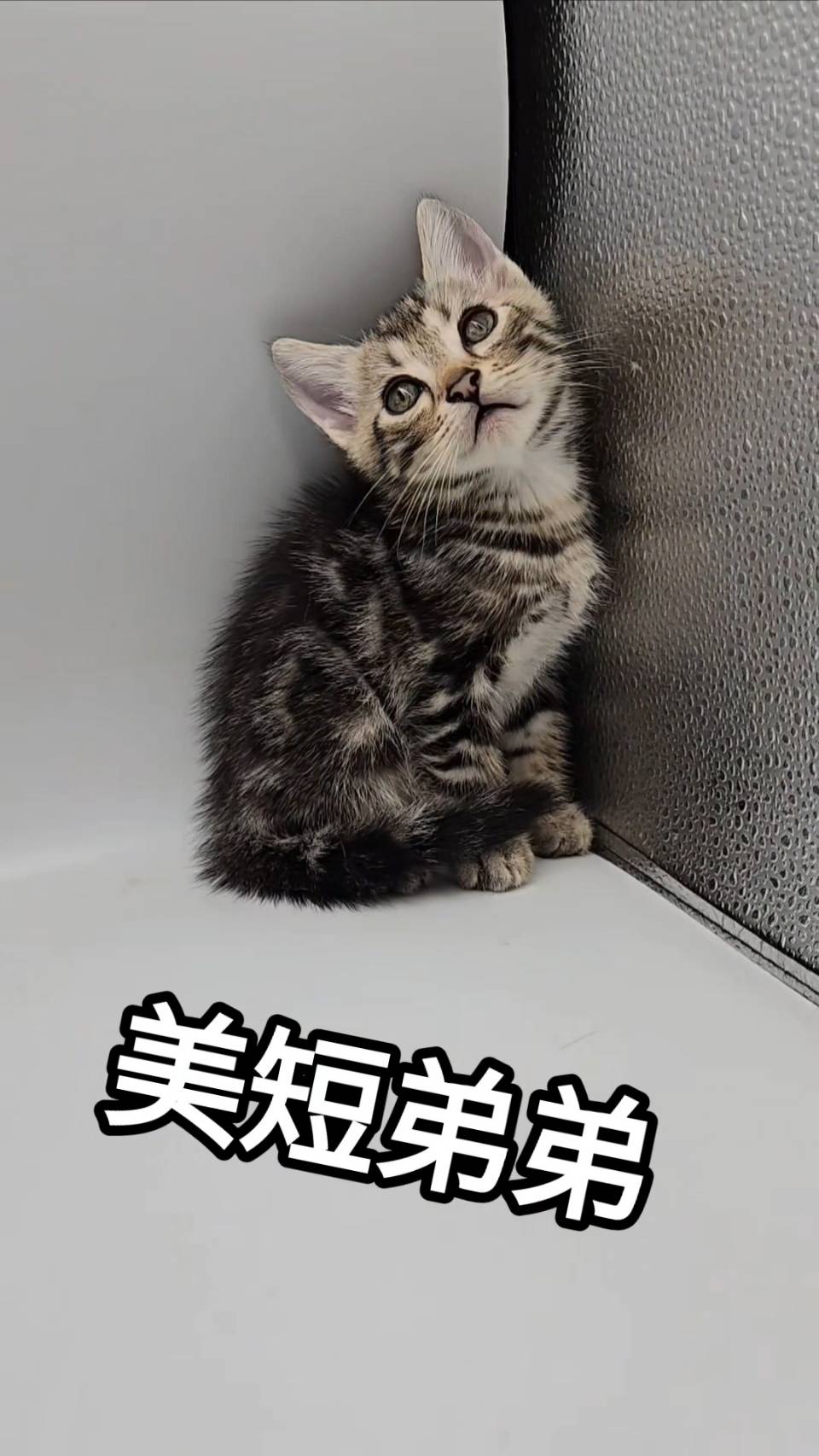 刻在你心底的貓／美國短毛貓