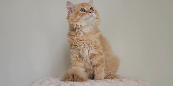 天使貓園／橘色英國長毛貓