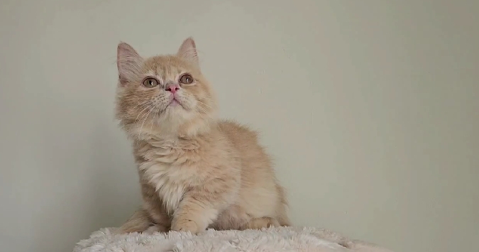 天使貓園／各品種貓