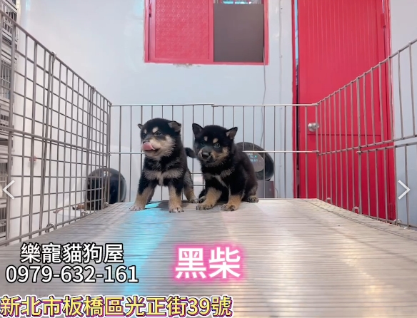 樂寵貓狗屋／黑色柴犬