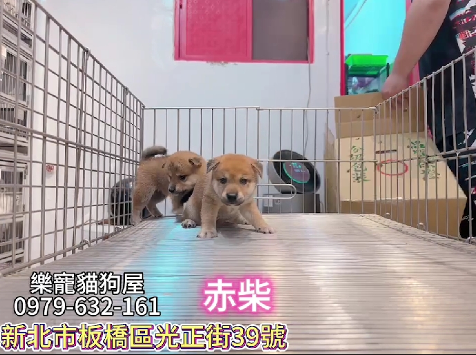 樂寵貓狗屋／赤色柴犬