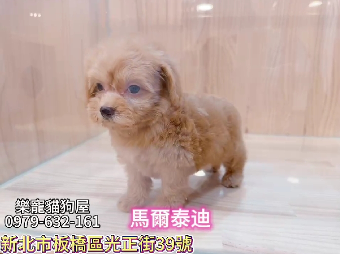 樂寵貓狗屋／瑪爾泰迪