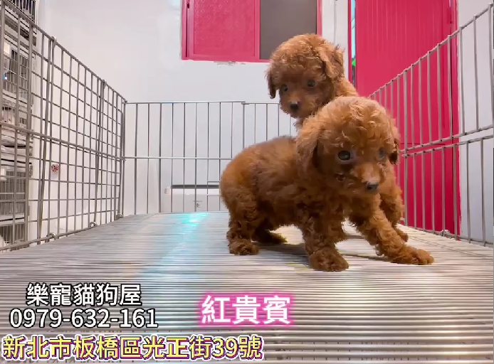 樂寵貓狗屋／紅貴賓