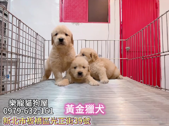 樂寵貓狗屋／黃金獵犬