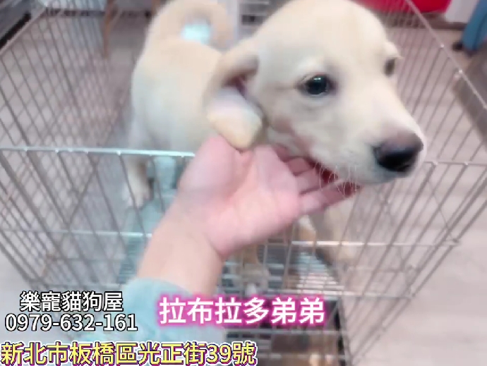 樂寵貓狗屋／拉布拉多