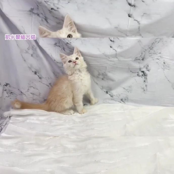 華貴皇族國際專業貓舍／六指凱米爾緬因貓