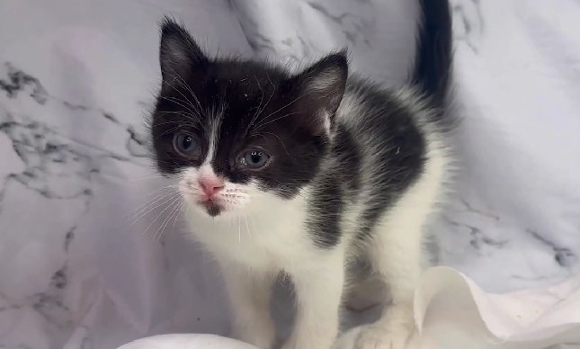 華貴皇族國際專業貓舍／黑白賓士英國短毛貓