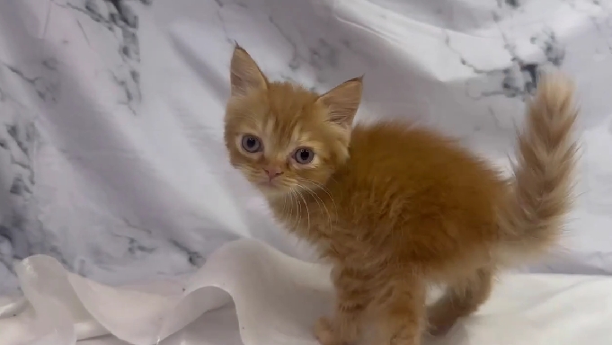 華貴皇族國際專業貓舍／橘色英國短毛貓