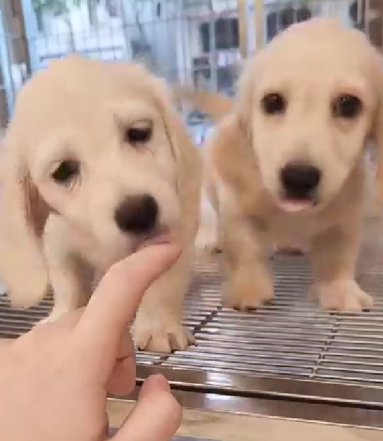 帕菲寵物館／奶油色長毛臘腸