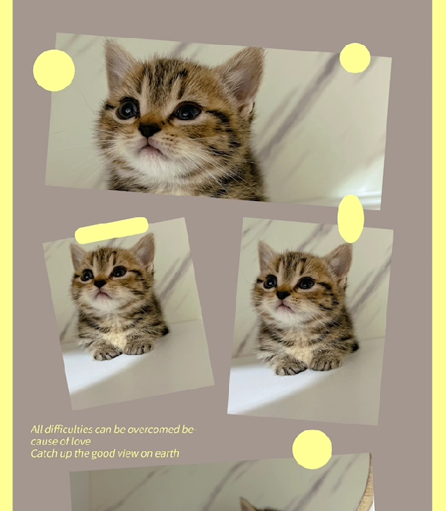 布魯斯貓舍／古典金曼赤肯