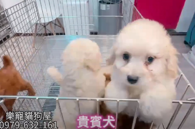 樂寵貓狗屋／紅貴賓、奶油貴賓