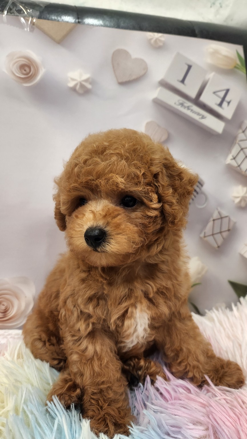 帕菲寵物館／奶油色貴賓犬