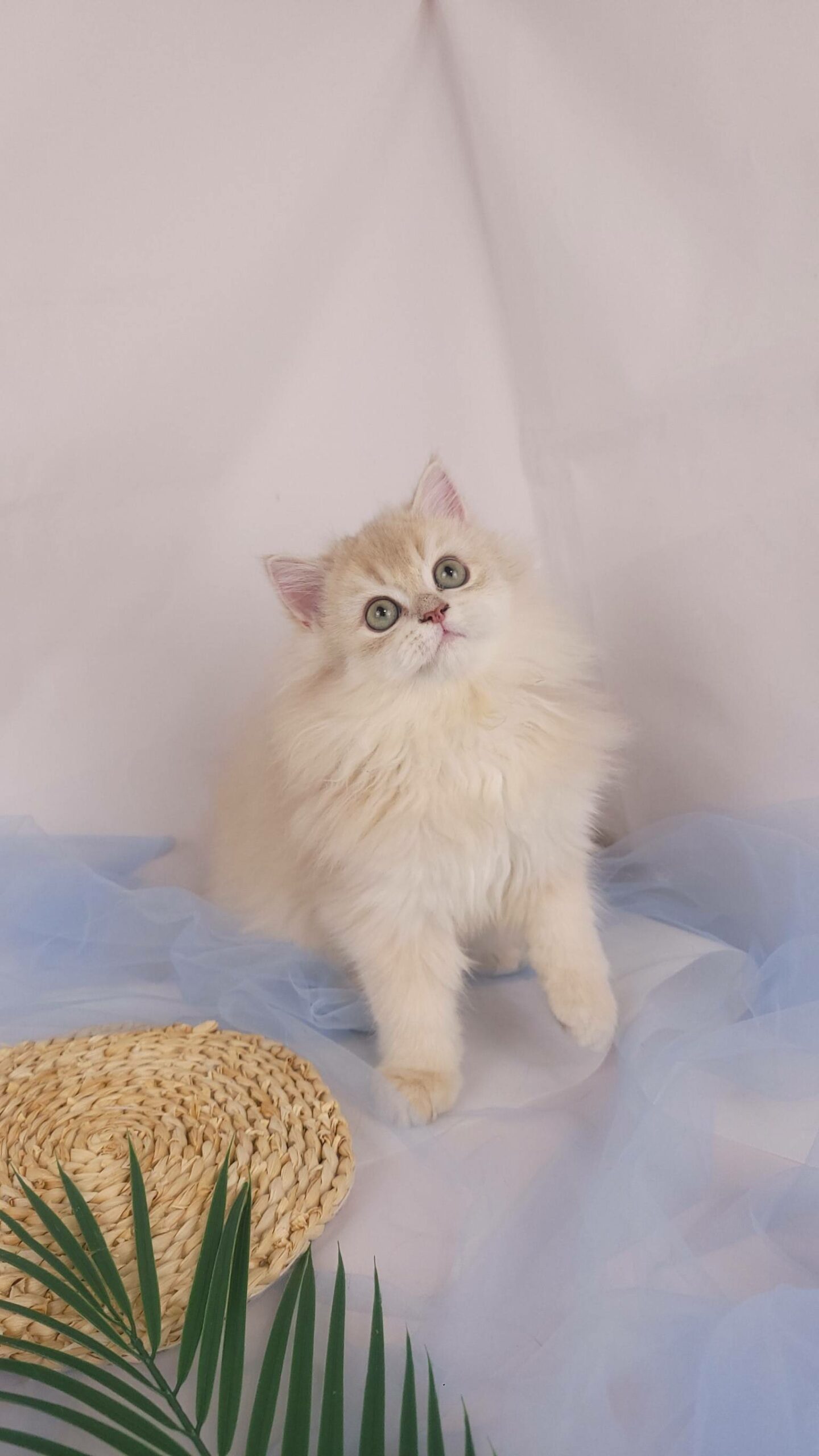 主子點頭貓舍／紫金漸層英國長毛貓