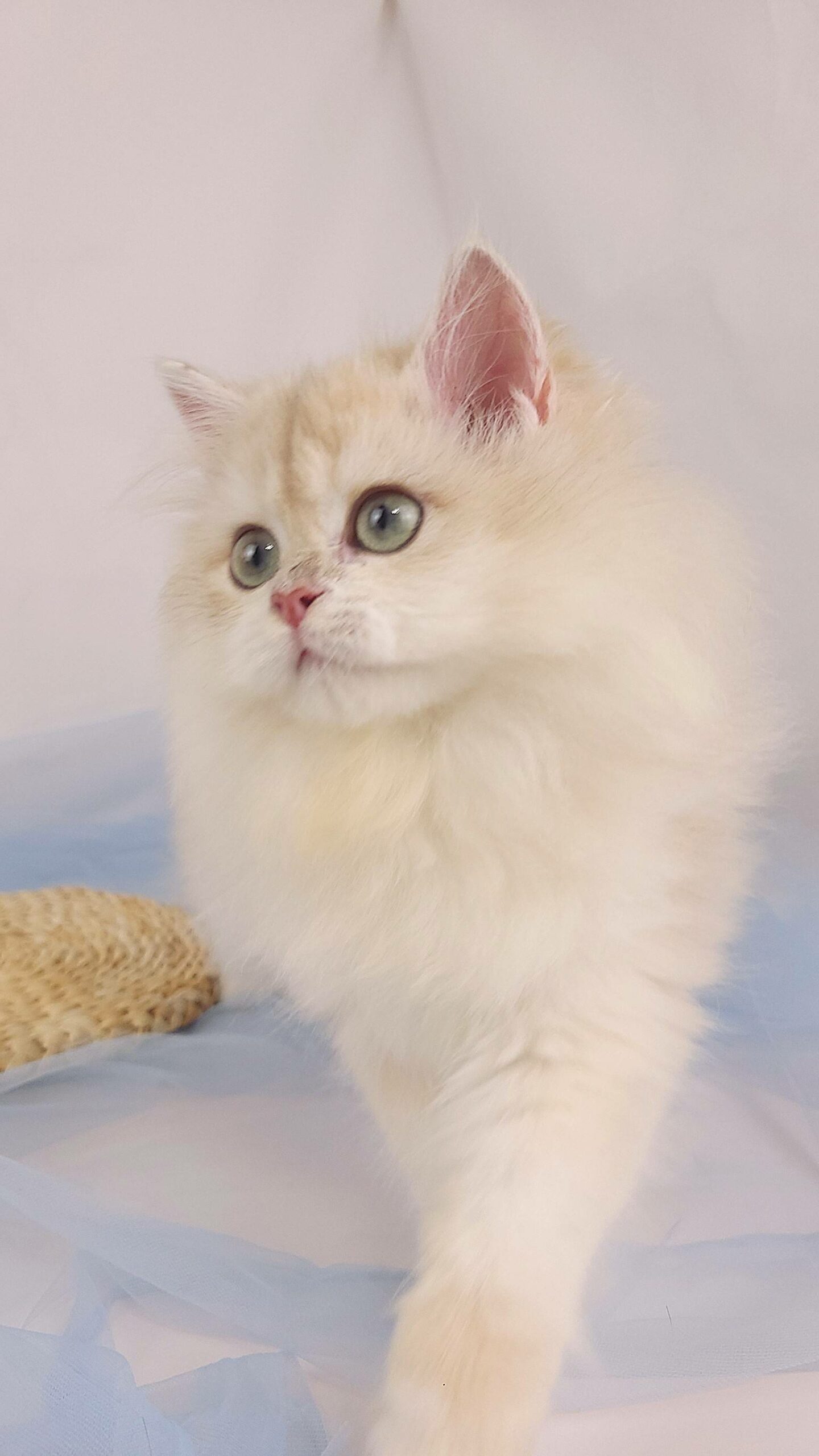 主子點頭貓舍／紫金漸層英國長毛貓