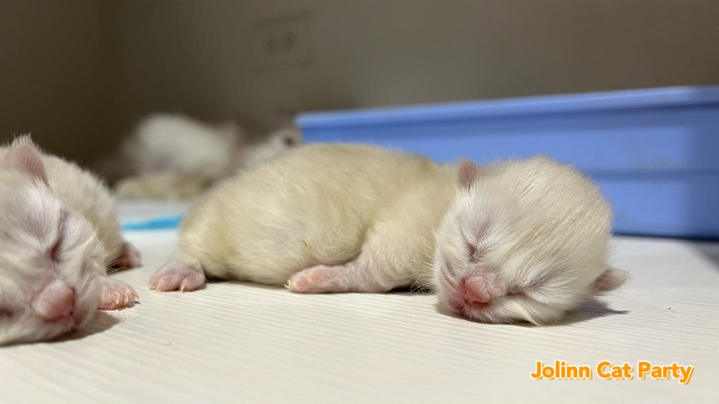 貓咪派對／布偶色小步舞曲